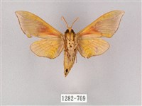 榆綠天蛾藏品圖，第2張