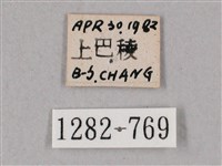 榆綠天蛾藏品圖，第3張