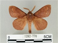 馬尾松枯葉蛾藏品圖，第1張