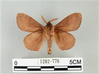 馬尾松枯葉蛾藏品圖，第2張