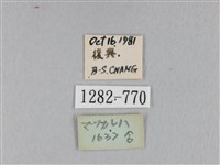 馬尾松枯葉蛾藏品圖，第3張