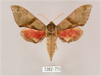 榆綠天蛾藏品圖，第1張