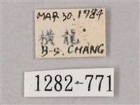 榆綠天蛾藏品圖，第3張