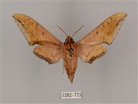 廣東鷹翅天蛾藏品圖，第2張