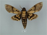 鬼臉天蛾藏品圖，第2張