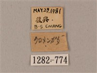 鬼臉天蛾藏品圖，第3張