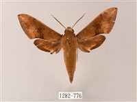 臺灣白肩天蛾藏品圖，第1張