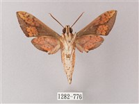 臺灣白肩天蛾藏品圖，第2張