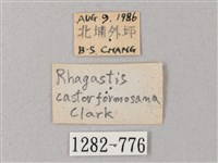 臺灣白肩天蛾藏品圖，第3張