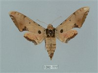 廣東鷹翅天蛾藏品圖，第1張