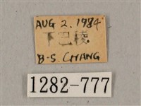 廣東鷹翅天蛾藏品圖，第3張