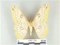 黃豹天蠶蛾藏品圖，第2張