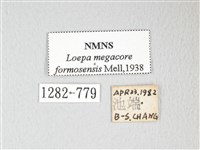 黃豹天蠶蛾藏品圖，第3張