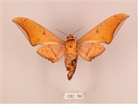 裂斑鷹翅天蛾藏品圖，第2張