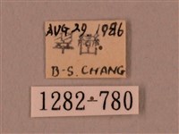 裂斑鷹翅天蛾藏品圖，第3張