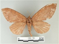 波紋枯葉蛾藏品圖，第1張