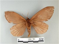 波紋枯葉蛾藏品圖，第2張