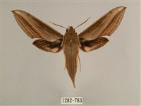 背線天蛾藏品圖，第1張