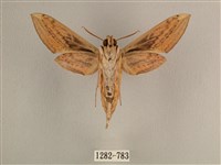 背線天蛾藏品圖，第2張