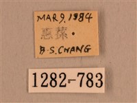 背線天蛾藏品圖，第3張