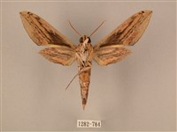 棕綠背線天蛾藏品圖，第2張