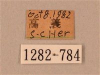 棕綠背線天蛾藏品圖，第3張