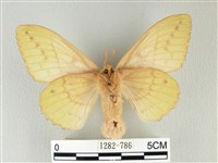 青枯葉蛾藏品圖，第2張