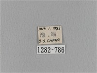 青枯葉蛾藏品圖，第3張