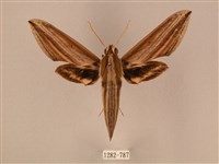 棕綠背線天蛾藏品圖，第1張