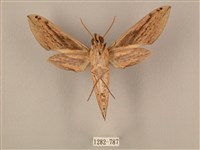 棕綠背線天蛾藏品圖，第2張