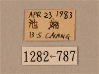 棕綠背線天蛾藏品圖，第3張