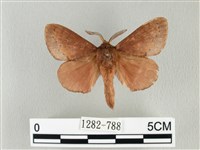 馬尾松枯葉蛾藏品圖，第1張