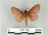 馬尾松枯葉蛾藏品圖，第2張