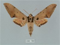 廣東鷹翅天蛾藏品圖，第1張