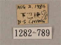 廣東鷹翅天蛾藏品圖，第3張