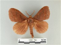 波紋枯葉蛾藏品圖，第1張