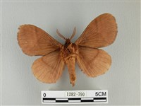 波紋枯葉蛾藏品圖，第2張