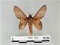 緣斑枯葉蛾藏品圖，第1張