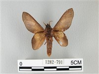 緣斑枯葉蛾藏品圖，第2張