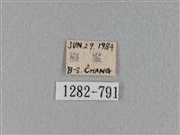 緣斑枯葉蛾藏品圖，第3張