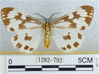 粉蝶燈蛾藏品圖，第2張