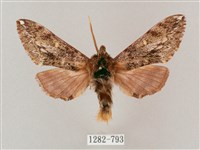 井上氏絨毛天蛾藏品圖，第1張