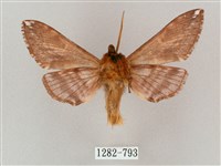 井上氏絨毛天蛾藏品圖，第2張