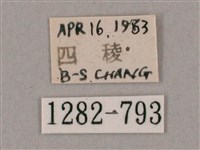 井上氏絨毛天蛾藏品圖，第3張