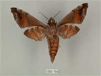 半緣缺角天蛾藏品圖，第2張