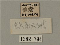 半緣缺角天蛾藏品圖，第3張