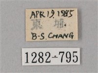齒翅三線天蛾藏品圖，第3張