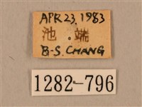 臺灣鷹翅天蛾藏品圖，第3張