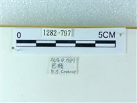 粉蝶燈蛾藏品圖，第3張