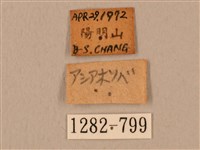 臺灣鷹翅天蛾藏品圖，第3張